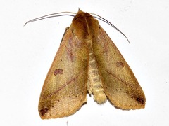 Hypanua xylina