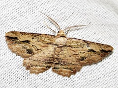 Menophra jansei