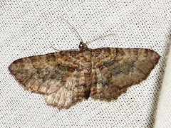 Horisme obscurata obscurata