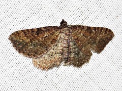 Horisme obscurata obscurata