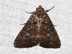 Condica capensis