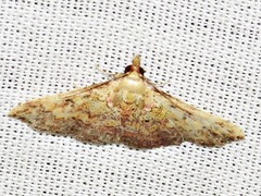 Cerynea thermesialis