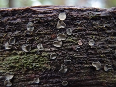 Chlorosplenium chlora