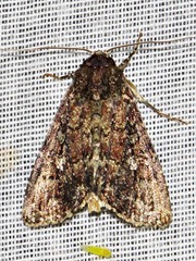 Condica capensis