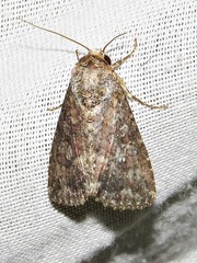 Condica capensis