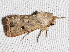 Spodoptera triturata