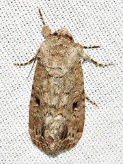 Spodoptera triturata