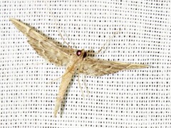 Duponchelia lanceolalis