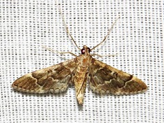 Duponchelia lanceolalis