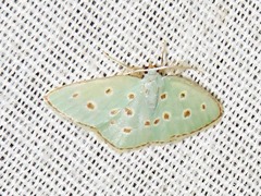 Comostolopsis stillata stillata