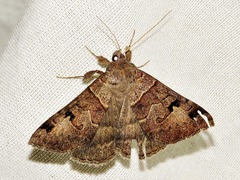 Mocis mutuaria