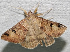 Mocis mutuaria