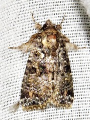 Callopistria latreillei