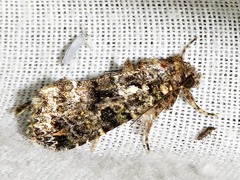 Callopistria latreillei