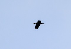 Corvus corax kamtschaticus