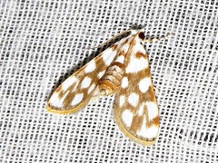 Obtusipalpis pardalis