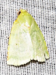 Lophocrama phoenicochlora
