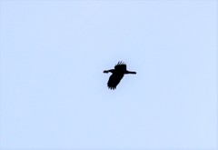 Corvus corax kamtschaticus