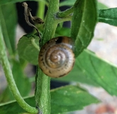 Glyphyalinia