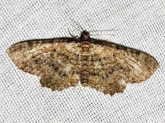 Horisme obscurata obscurata