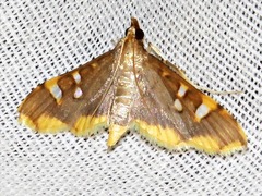 Prophantis smaragdina