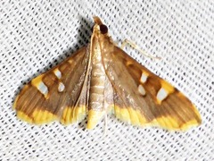 Prophantis smaragdina