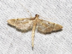 Duponchelia lanceolalis