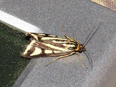 Loxostege venustalis