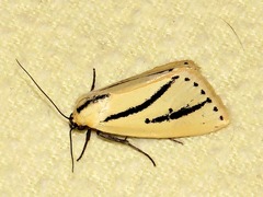Grammarctia bilinea