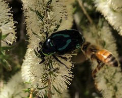 Chlorobapta frontalis