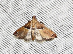 Endotricha consobrinalis