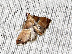 Endotricha consobrinalis