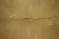 Fowlea flavipunctata
