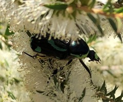 Chlorobapta frontalis