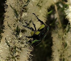 Chlorobapta frontalis