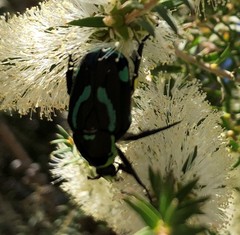 Chlorobapta frontalis