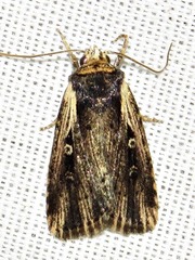 Axylia annularis