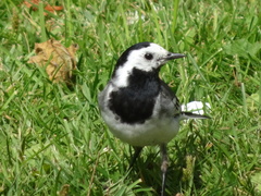 Motacilla alba