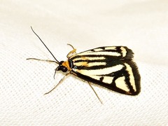 Loxostege venustalis