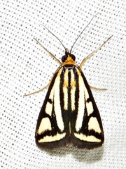 Loxostege venustalis