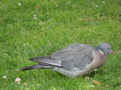 Columba palumbus