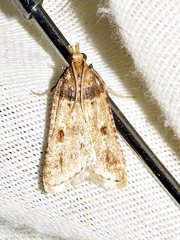 Loryma basalis