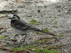 Motacilla alba