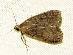 Nodaria nodosalis