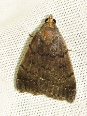 Nodaria nodosalis
