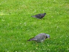 Columba livia domestica