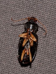 Chlaenius ophonoides