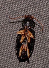 Chlaenius ophonoides