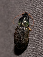 Chlaenius ophonoides