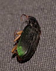 Chlaenius ophonoides